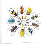 Long Horned Beetle in Circular pattern by Anonymous