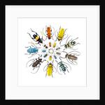 Long Horned Beetle in Circular pattern by Anonymous