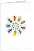 Long Horned Beetle in Circular pattern by Anonymous