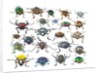 Long Horned beetles head on view by Anonymous