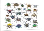 Long Horned beetles head on view by Anonymous