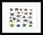 Long Horned beetles head on view by Anonymous