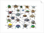 Long Horned beetles head on view by Anonymous