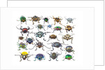 Long Horned beetles head on view by Anonymous
