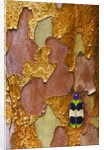 Jewel Beetle Chrysochroa corbetti on tree branch from Thailand by Anonymous