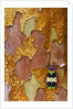 Jewel Beetle Chrysochroa corbetti on tree branch from Thailand by Anonymous