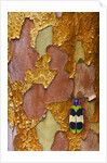 Jewel Beetle Chrysochroa corbetti on tree branch from Thailand by Anonymous