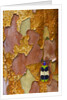 Jewel Beetle Chrysochroa corbetti on tree branch from Thailand by Anonymous