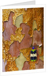 Jewel Beetle Chrysochroa corbetti on tree branch from Thailand by Anonymous