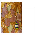 Jewel Beetle Chrysochroa corbetti on tree branch from Thailand by Anonymous