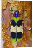Jewel Beetle Chrysochroa corbetti on tree branch from Thailand by Anonymous