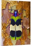 Jewel Beetle Chrysochroa corbetti on tree branch from Thailand by Anonymous
