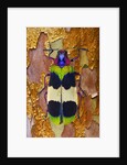 Jewel Beetle Chrysochroa corbetti on tree branch from Thailand by Anonymous