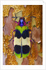 Jewel Beetle Chrysochroa corbetti on tree branch from Thailand by Anonymous