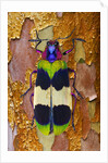 Jewel Beetle Chrysochroa corbetti on tree branch from Thailand by Anonymous
