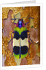 Jewel Beetle Chrysochroa corbetti on tree branch from Thailand by Anonymous