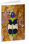 Jewel Beetle Chrysochroa corbetti on tree branch from Thailand by Anonymous