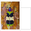 Jewel Beetle Chrysochroa corbetti on tree branch from Thailand by Anonymous