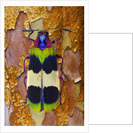 Jewel Beetle Chrysochroa corbetti on tree branch from Thailand by Anonymous