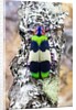 Jewel beetle Chrysochroa corbetti from Thailand on lichen covered branch by Anonymous