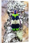 Jewel beetle Chrysochroa corbetti from Thailand on lichen covered branch by Anonymous