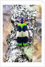 Jewel beetle Chrysochroa corbetti from Thailand on lichen covered branch by Anonymous