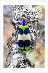 Jewel beetle Chrysochroa corbetti from Thailand on lichen covered branch by Anonymous