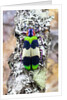 Jewel beetle Chrysochroa corbetti from Thailand on lichen covered branch by Anonymous