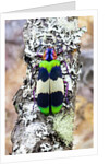 Jewel beetle Chrysochroa corbetti from Thailand on lichen covered branch by Anonymous