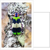 Jewel beetle Chrysochroa corbetti from Thailand on lichen covered branch by Anonymous