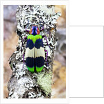 Jewel beetle Chrysochroa corbetti from Thailand on lichen covered branch by Anonymous