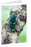 Catoxantha opulenta jewel beetle on lichen covered branch by Anonymous