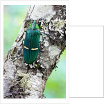 Catoxantha opulenta jewel beetle on lichen covered branch by Anonymous