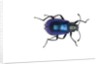 Long horned beetle Diastocera wallichi by Anonymous