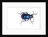 Long horned beetle Diastocera wallichi by Anonymous