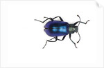 Long horned beetle Diastocera wallichi by Anonymous