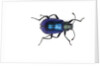 Long horned beetle Diastocera wallichi by Anonymous