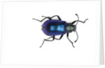 Long horned beetle Diastocera wallichi by Anonymous