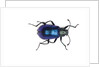Long horned beetle Diastocera wallichi by Anonymous