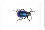 Long horned beetle Diastocera wallichi by Anonymous