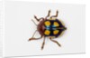 Long horned beetle Diastocera wallichi by Anonymous