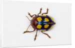Long horned beetle Diastocera wallichi by Anonymous