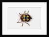 Long horned beetle Diastocera wallichi by Anonymous