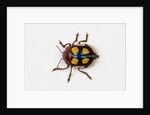 Long horned beetle Diastocera wallichi by Anonymous