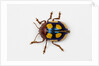 Long horned beetle Diastocera wallichi by Anonymous