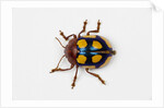 Long horned beetle Diastocera wallichi by Anonymous