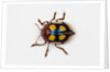 Long horned beetle Diastocera wallichi by Anonymous