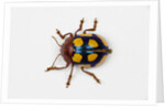 Long horned beetle Diastocera wallichi by Anonymous