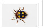 Long horned beetle Diastocera wallichi by Anonymous