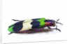 Side view of Jewel Beetle Chrysochroa corbetti from Thailand by Anonymous